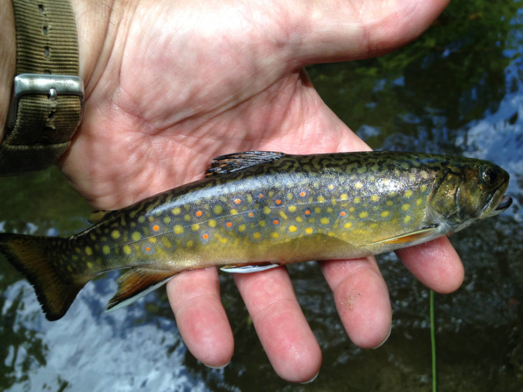 Courtesy photoHopefully brook trout and other native char-family trout will survive the flooding and find new pools where they can thrive.