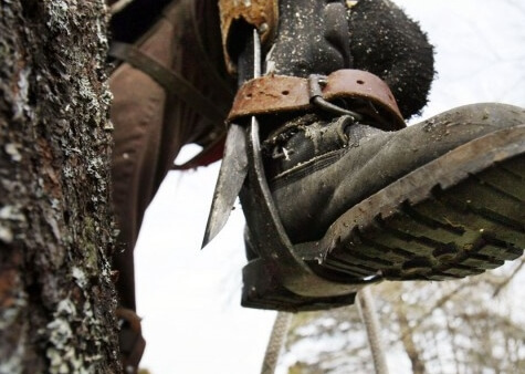 Climbing spikes harm when pruning trees