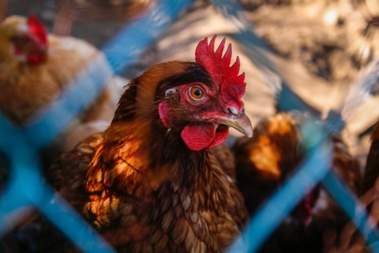 Vermont Agency of Agriculture recommends vigilance among poultry owners