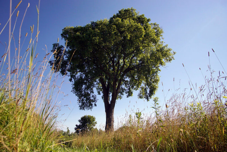 Wanted: Help to identify Vermont’s biggest trees