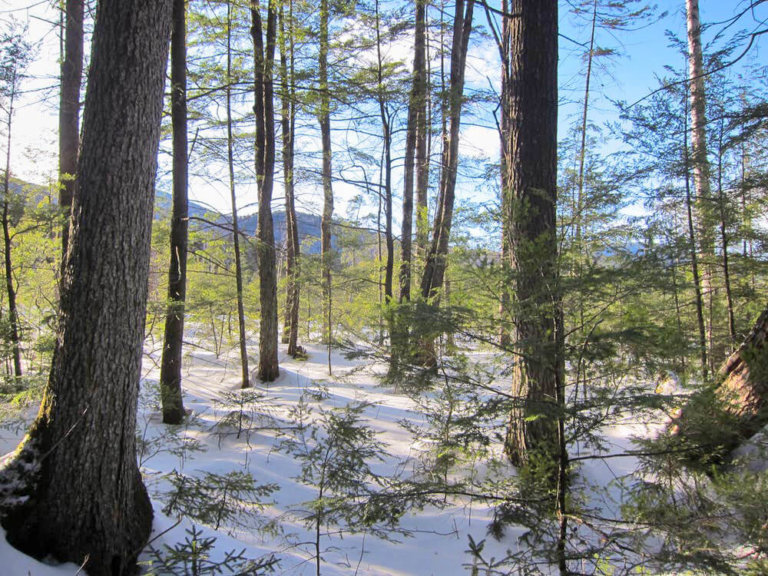 Into the Woods: What is Silviculture?