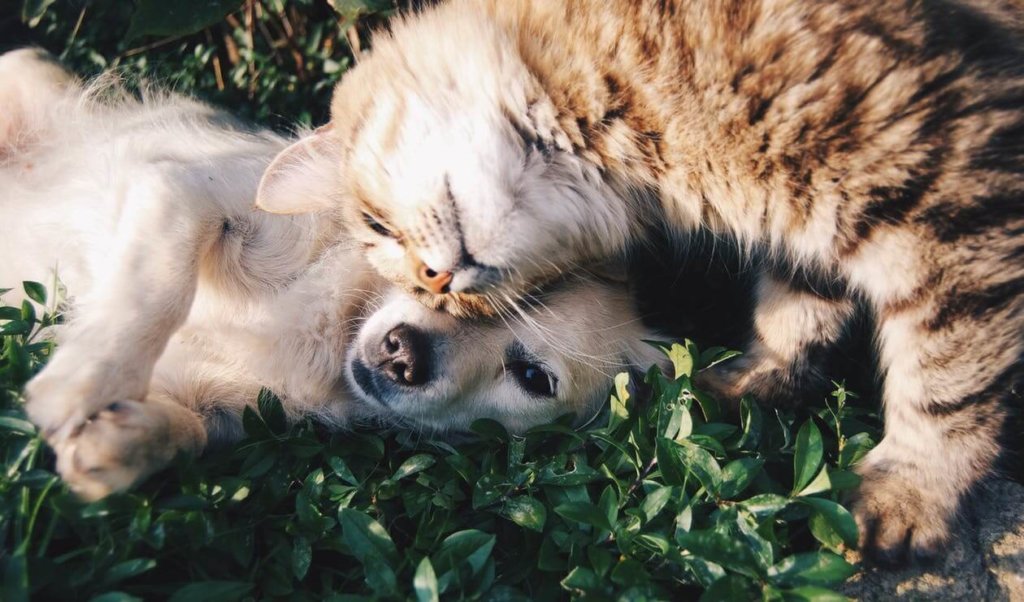 Conservation Currents: Dogs and cats: To be, or not to be, outside? | The Charlotte News