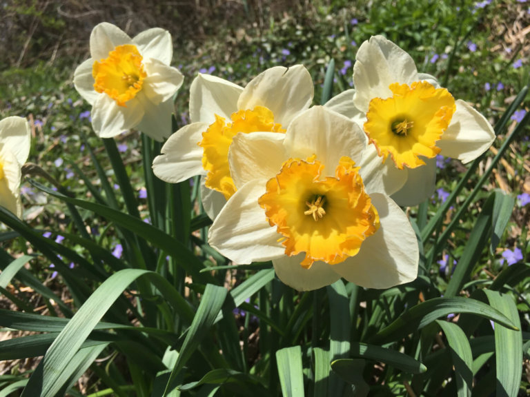 Upcoming reunions, open houses and plant sales