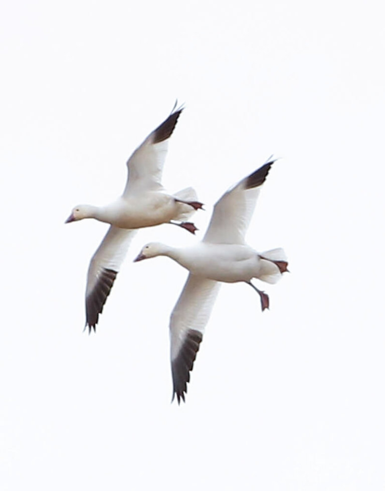 Snow geese, a sight to behold