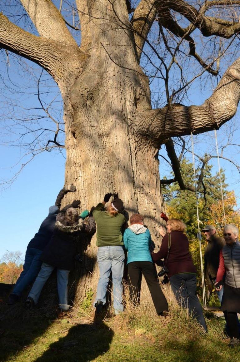 Calling all tree lovers: Charlotte’s Tree Tribe needs you