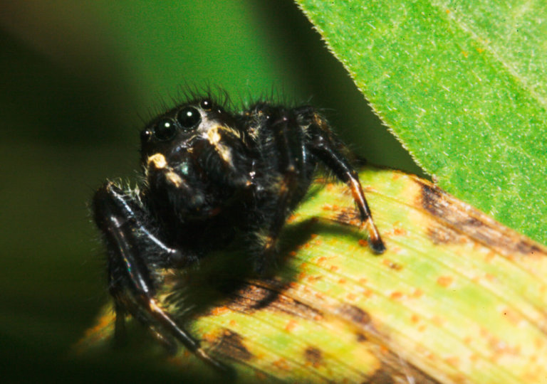 Jumping spiders, there’s more than meets the eye