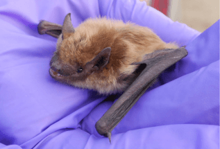 White-nose syndrome causes loss of millions