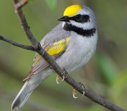 The Golden-winged Warbler