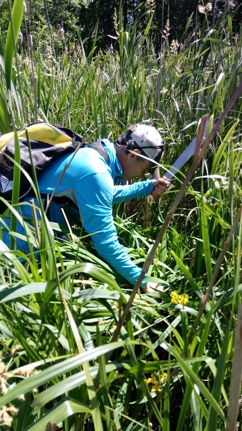 Yellow iris control in Thorp Brook and Lower Lewis Creek