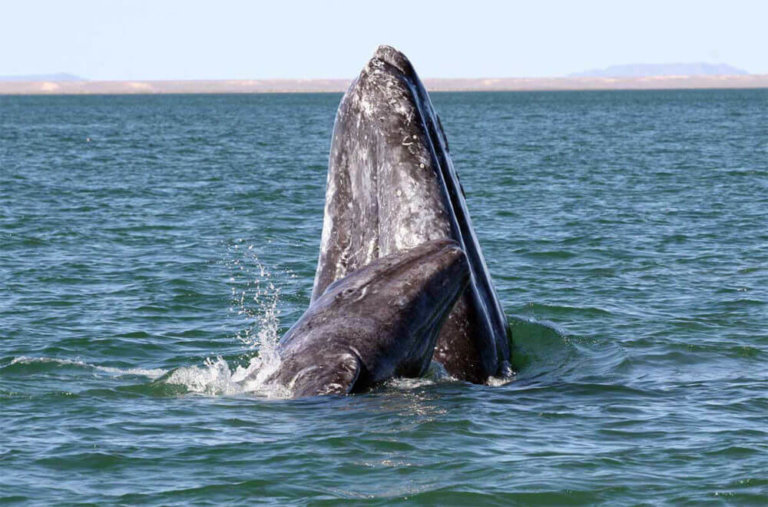 A whale of a tale and other Baja discoveries