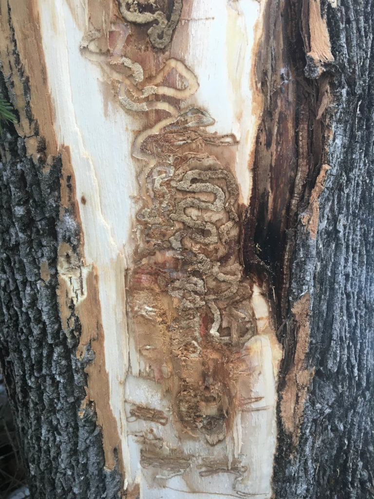 Emerald Ash Borer found in Vermont