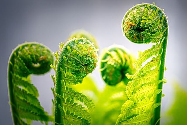 Foraging for fiddleheads