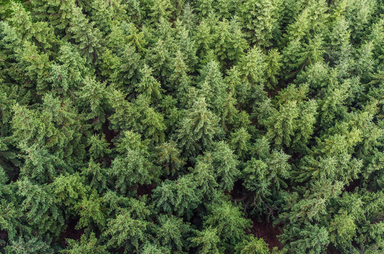 Old forests on our landscape