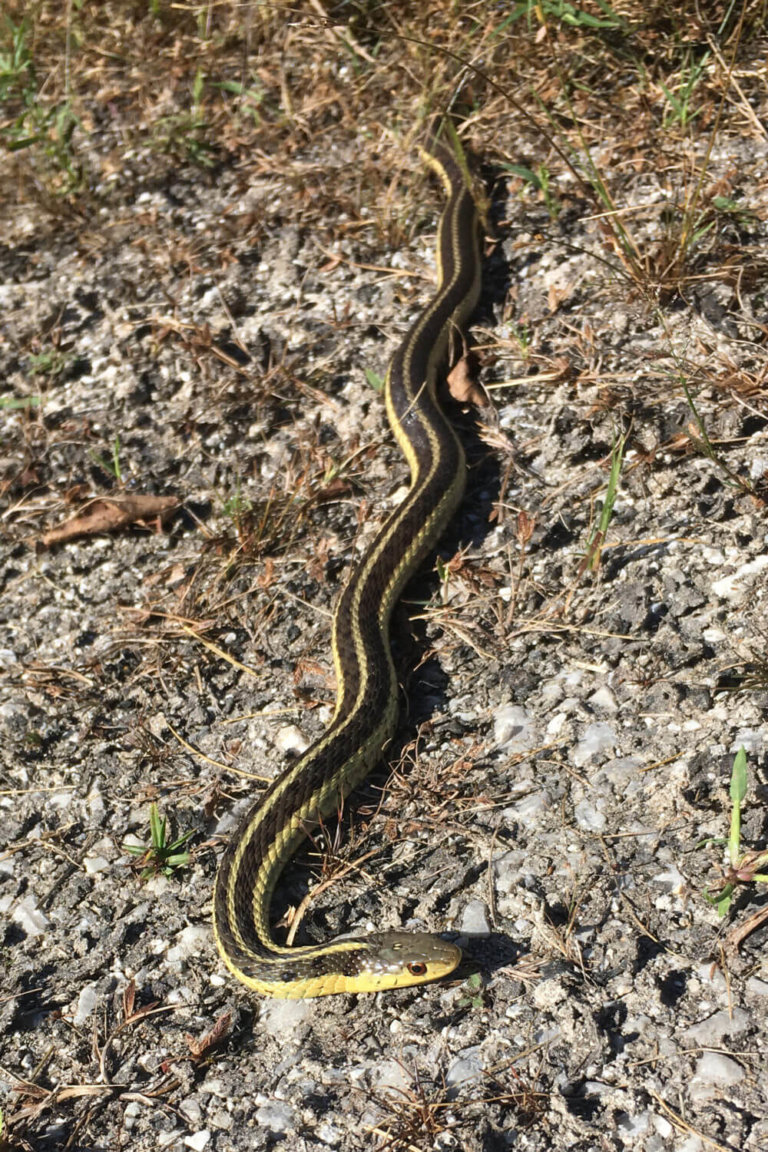 Garter snakes in your garden