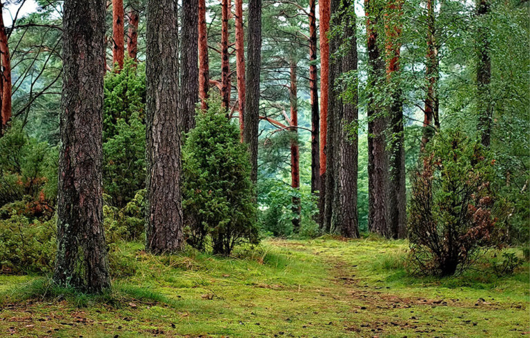 Put your trees in perspective: See the forest, too
