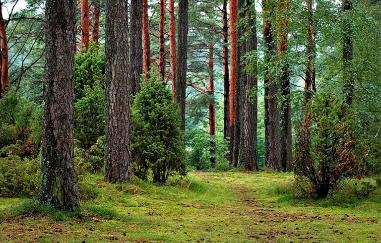 Private forests, public benefits