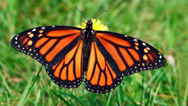 The monarch butterfly challenge: Can we reverse its population decline ...