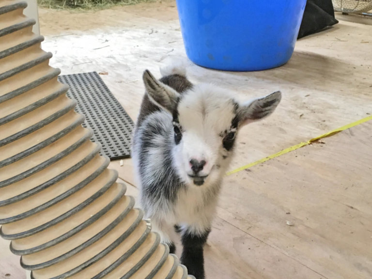 Community of support for Rosie the three-legged goat