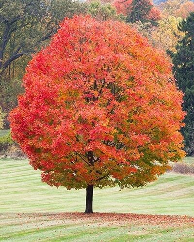 Sugar maple and red maple
