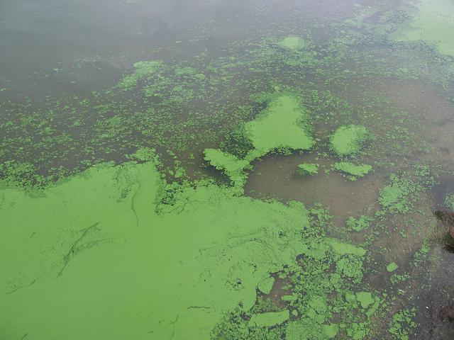 Local volunteers help detect cyanobacteria in Lake Champlain