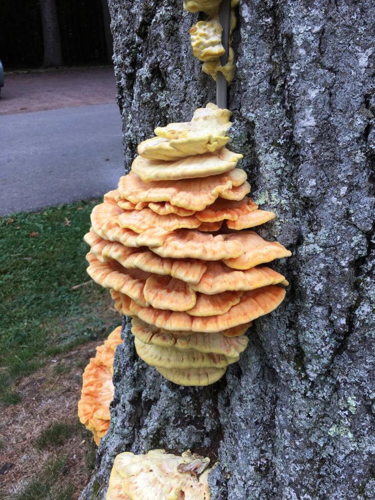 Becoming acquainted with mushrooms