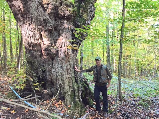 Wolf trees: from the past and for the future