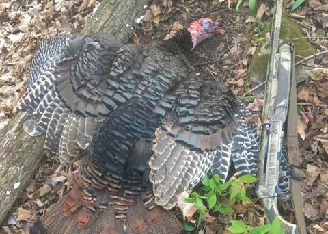 Turkey season, another sign of spring