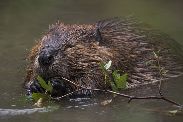 Keystone species - The Charlotte News