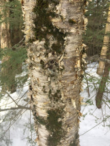 The yellow birch is a generalist where it grows, but a specialist when it comes to arthropods. Courtesy photo