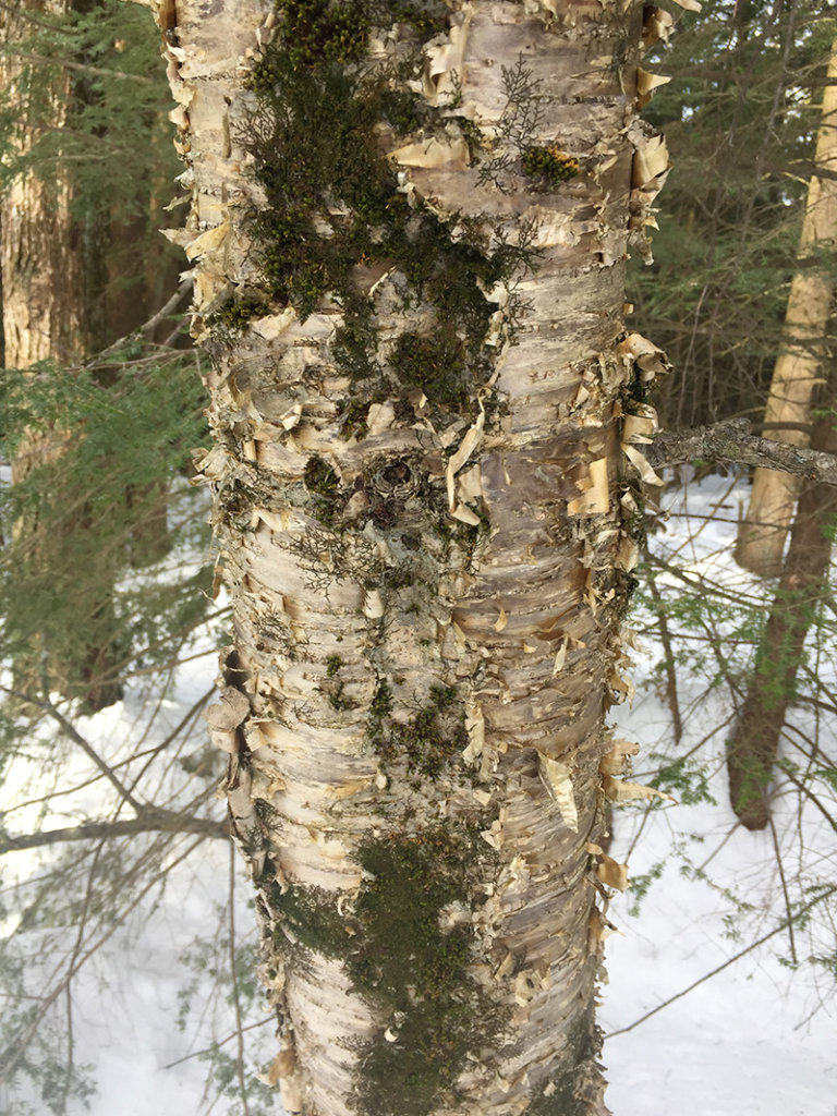 Yellow birch: A profile
