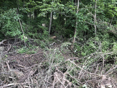 The Selectboard made a site visit to view a highway access permit application location on Morningside Drive. Also at issue are some trees that the homeowner removed. Photo by Chase McGuire