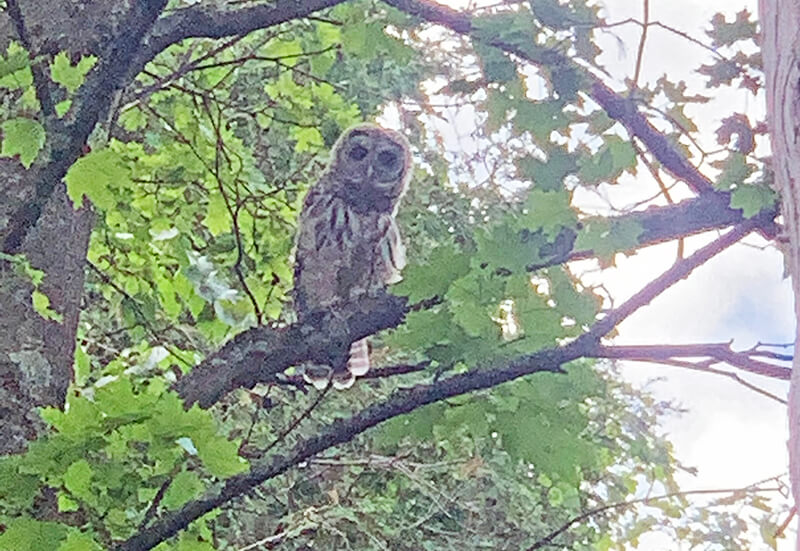 This owl was hanging around Charlotte last week mid-day. Photo by Rich Ahrens