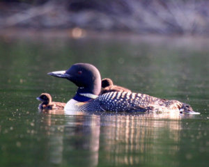 Loons are flourishing in Vermont this year. Photo by Janet Steward courtesy Vermont Center on Ecostudies