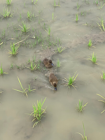 Ducklings paddle between the bright green plants. Photo by Elizabeth Bassett