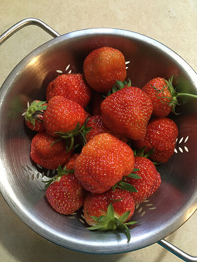 Strawberry beds that are two years old or older need to be cut back after the last of the season’s strawberries are harvested. Photo by Bonnie Kirn Donahue