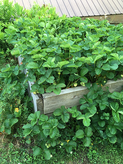 Renovating your strawberry patch now will ensure a good yield of bright red berries next year. Photo by Bonnie Kirn Donahue