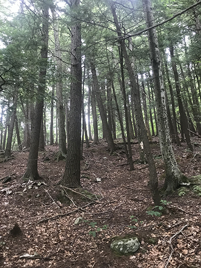 The reasons for the unique feel of hemlock forests are tolerance and persistence. Courtesy photo