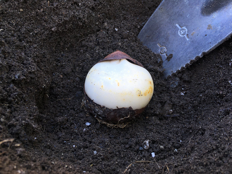 Plant bulbs now for spring bloom