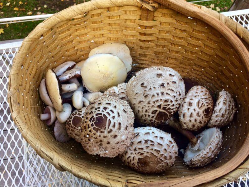 Shaggy parasols and meadow mushrooms make a great vegetarian addition to any recipe. Photo by Lee Wiesman