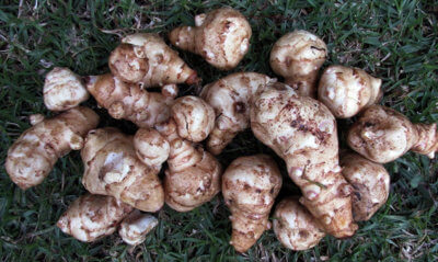 The Jerusalem artichoke, a hardy herbaceous perennial native to North America, produces edible tubers that are low in carbohydrates and high in potassium and inulin. Photo by Beverly Buckley/Pixabay