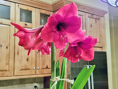 Amaryllis: A gift that keeps on giving