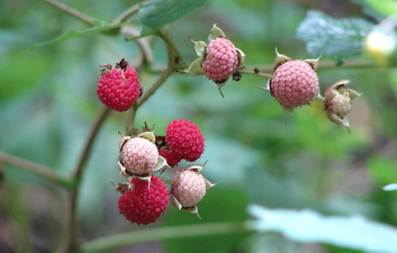 Flowering raspberry. Courtesy photo.