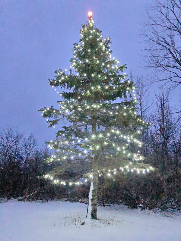 Charlotte holiday trees are beautiful every year, like this one at the Nurczynski’s house on Guinea Road. The goal for this year is to kick things up a notch all over town. Photo by Chea Waters Evans