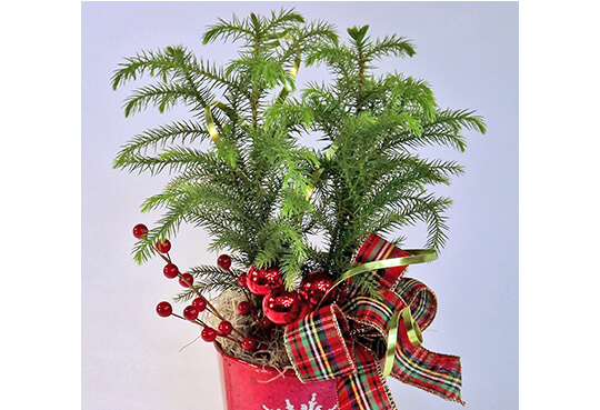 Norfolk Island Pine: The living Christmas tree