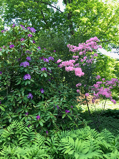 Late winter is the best time to prune trees and shrubs; now is a good time to start learning how to do it. Photo by Joan Weed