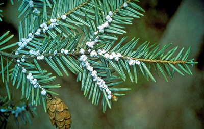 Small, white, cottony balls lined up along the twigs of the hemlock tree indicate the presence of the hemlock woolly adelgid.  Photo contributed by Connecticut Agricultural Experimental Station, Bugwood.org.