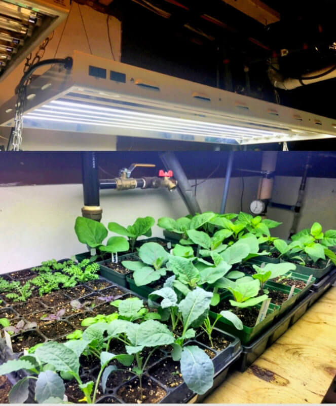 Seedlings will do best when grown under quality, energy-efficient, full-spectrum light that’s evenly distributed over the growing area. Photo by Beret Halverson
