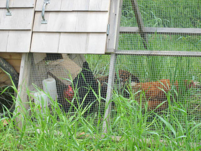 The chickens live in a house and a run, mounted on wheels or skids, and the entire set up is rotated around the garden. Photo by John Quinney