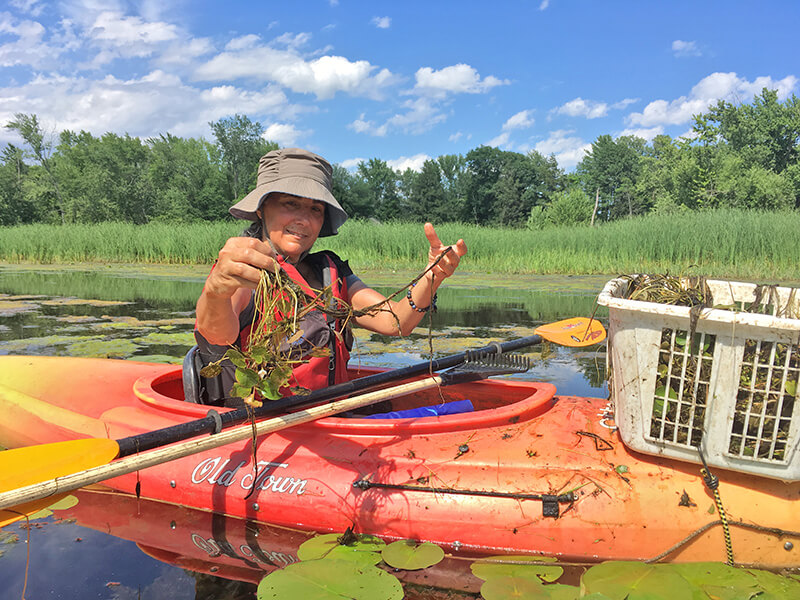 Roberta Nubile helps clean up aquatic invasive species. Photo by Kate Kelly
