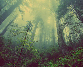forest by Pixabay.com